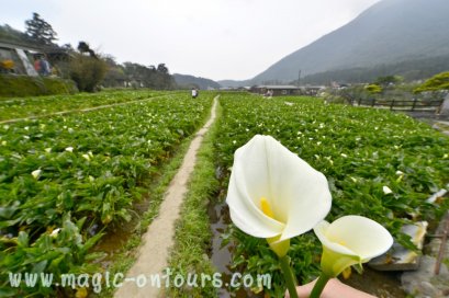 เที่ยวไต้หวันอิสระด้วยตัวเอง ไต้หวันออนทัวร์ ตอน 27 @ เที่ยวสวนหลังบ้านของไทเป อุทยานแห่งชาติหยางหมิงซาน
