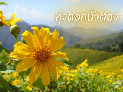 ปาย ปางอุ๋ง ทุ่งบัวตอง บ้านจ่าโบ่ บ้านรักไทย แม่ฮ่องสอน พักโฮมสเตย์ปางอุ๋ง | ทัวร์ปาย ทัวร์ปางอุ๋ง ทัวร์ทุ่งบัวตอง ทัวร์บ้านจ่าโบ่ ทัวร์บ้านรักไทย ทัวร์แม่ฮ่องสอน พักโฮมสเตย์ปางอุ๋ง