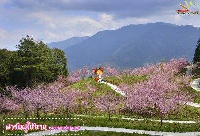 เที่ยวไต้หวันอิสระด้วยตัวเอง ไต้หวันออนทัวร์ ตอน 23 @ ฟาร์มฝูโซ้ซาน ดินแดนหุบเขาซากุระ