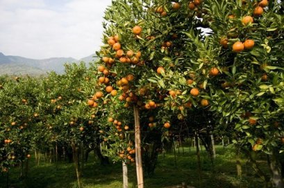 ไร่ผลไม้ในจ.เชียงใหม่และจ.เชียงราย