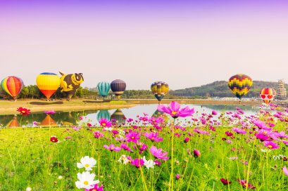 ไร่ดอกไม้ในจ.เชียงใหม่และเชียงราย