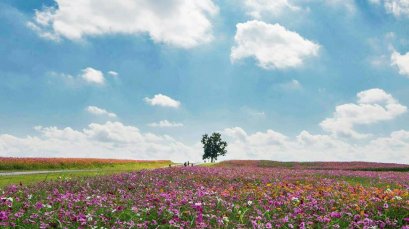 ดอยตุง แม่สลอง แม่สาย เมืองเชียงราย | ทัวร์ดอยแม่สลอง ทัวร์ดอยตุง ทัวร์แม่สาย ทัวร์เชียงราย 