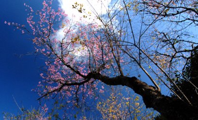 ดอยอ่างขาง อินทนนท์ ดอยสุเทพ ม่อนแจ่ม เชียงใหม่ (กรุ๊ปส่วนตัว) 