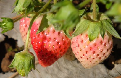 แม่อาย เชียงดาว ท่าตอน ฝาง เมืองเชียงราย เชียงใหม่ | ทัวร์แม่อาย ทัวร์เชียงดาว ทัวร์ท่าตอน ทัวร์ฝาง ทัวร์เชียงราย ทัวร์เชียงใหม่ 