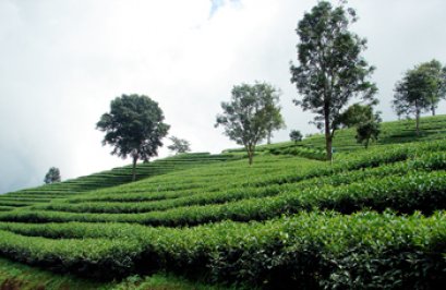 ดอยตุง อ่างขาง แม่สาย เมืองเชียงราย เชียงใหม่ | ทัวร์ดอยตุง ทัวร์ดอยอ่างขาง ทัวร์เชียงใหม่ ทัวร์เชียงราย 