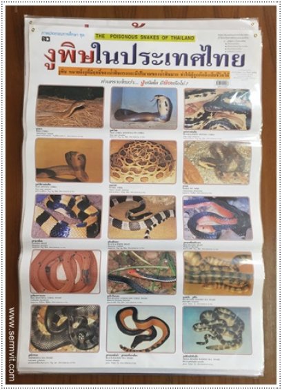 โปสเตอร์ งูพิษในประเทศไทย