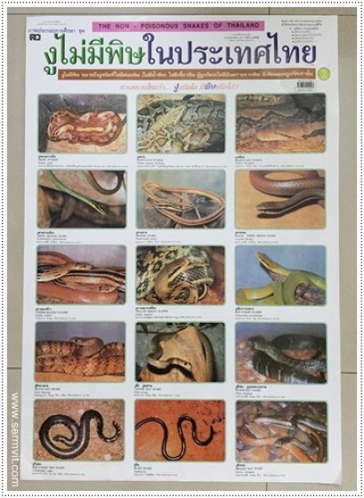 โปสเตอร์ งูไม่มีพิษในประเทศไทย ชุด 1