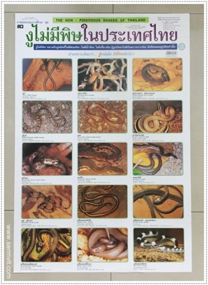 โปสเตอร์ งูไม่มีพิษในประเทศไทย ชุด 2