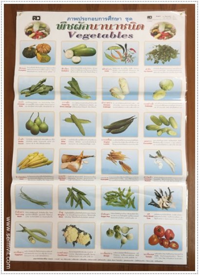 โปสเตอร์ พืชผักนานาชนิด