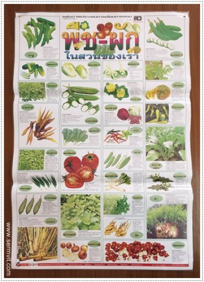 โปสเตอร์ พืชผักในสวนของเรา