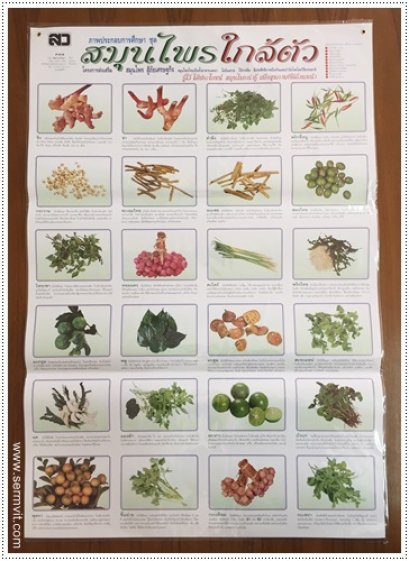 โปสเตอร์ สมุนไพรใกล้ตัว