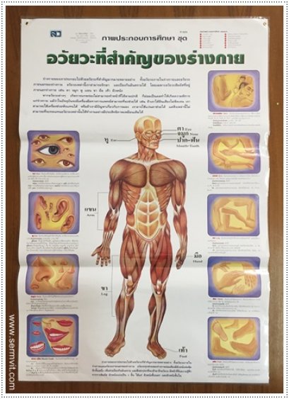 โปสเตอร์ อวัยวะที่สำคัญของร่างกาย