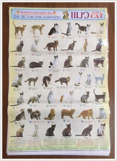 โปสเตอร์ แมว