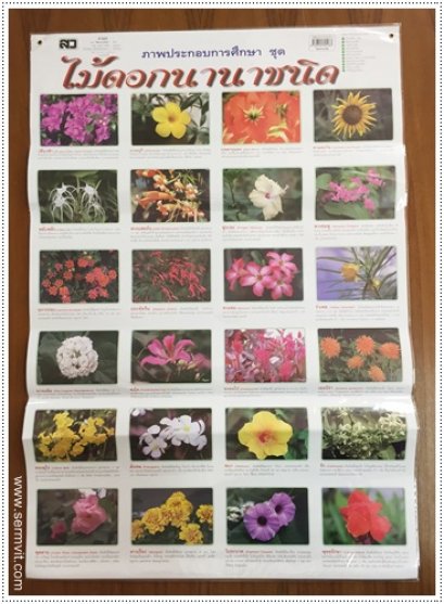 โปสเตอร์ ไม้ดอกนานาชนิด