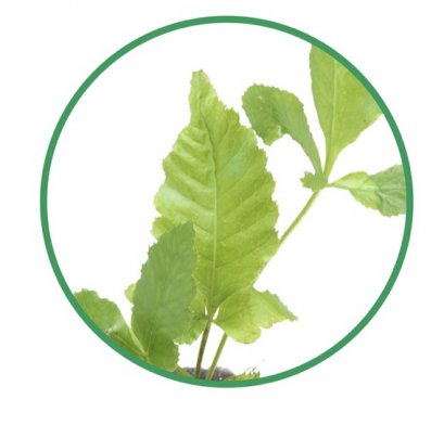 Bolbitis heteroclita LC155