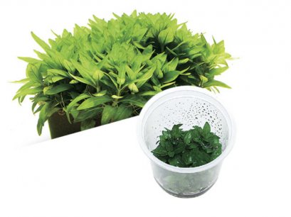 BIO Staurogyne repens IC030