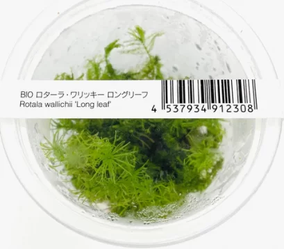 IC389 ADA TISSUE CULTURE - ROTALA WALLICHI 'LONG LEAF'