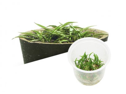 BIO Cryptocoryne parva IC093