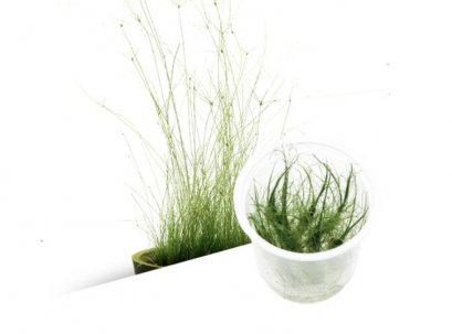 BIO Eleocharis vivipara IC041