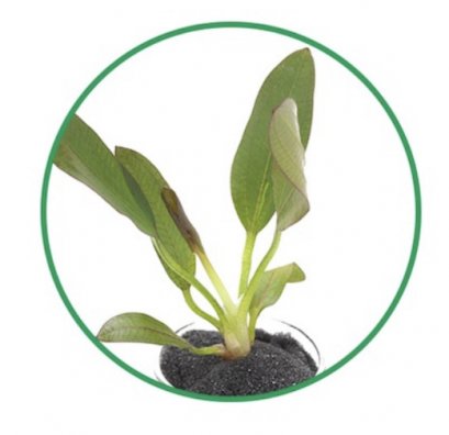 Echinodorus Red Chilli LC151