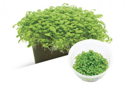 BIO Glossostigma elatinoides IC005