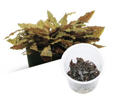 BIO Cryptocoryne wendtii 'Tropica' IC095
