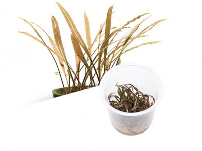 BIO Cryptocoryne spiralis 'tiger' IC198