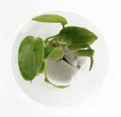 Lagenadra meeboldii 'Vinay chandra' LC225