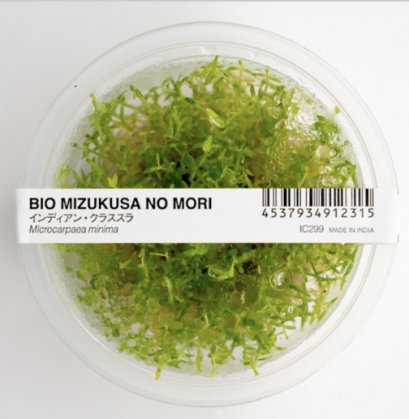 BIO Microcarpea minima merrill IC299