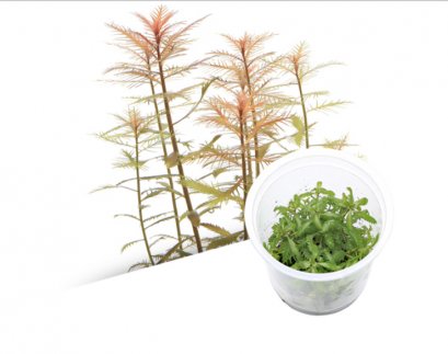 BIO Proserpinaca palustris IC403