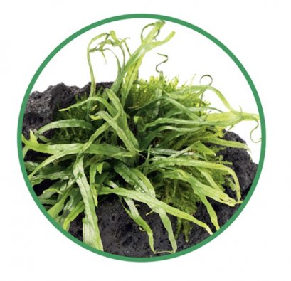 Microsorum pteropus 'Narrow leaf' LC101