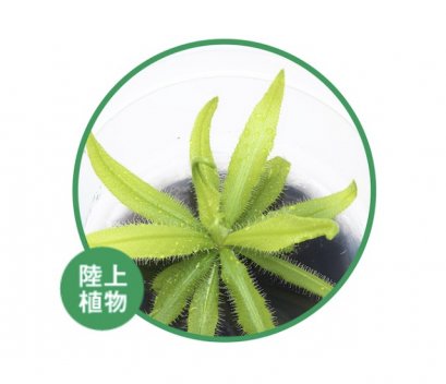 BIO Drosera adelae IC372