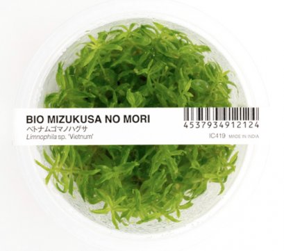 BIO Limnophila aromatica 'Vietnam' IC419