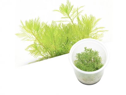 BIO Myriophyllum mattogrossense IC406