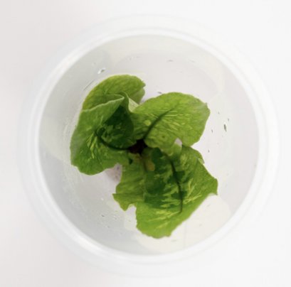 Tectaria hilocarpa LC142