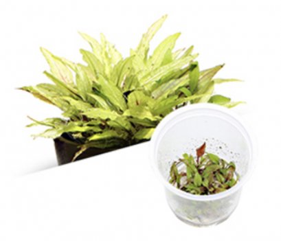 BIO Cryptocoryne wendtii 'Green Gecko' IC099