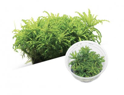 BIO Pogostemon helferi IC035