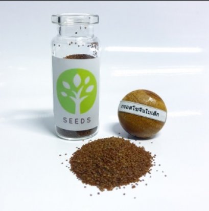 seed aquaticplant กรอสโซจีนใบเล็ก แบบเมล็ด