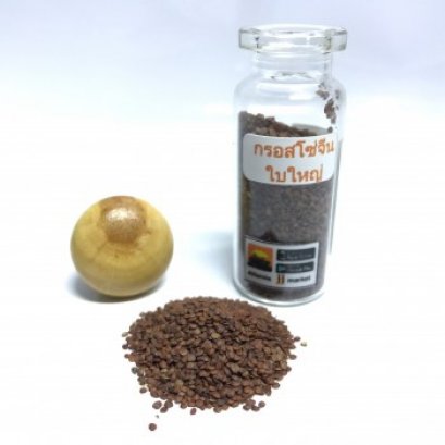 seed aquaticplant กรอสโซจีนใบใหญ่ (แบบเมล็ด)