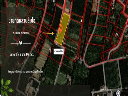 This! Great Price!! Beautiful Pomelo Orchard Land for Sale Beautiful land