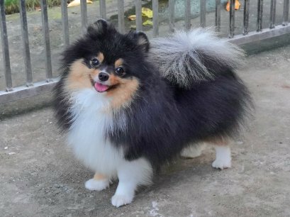 ปอมเมอเรเนียน หน้าหมี เพศเมีย สามสี