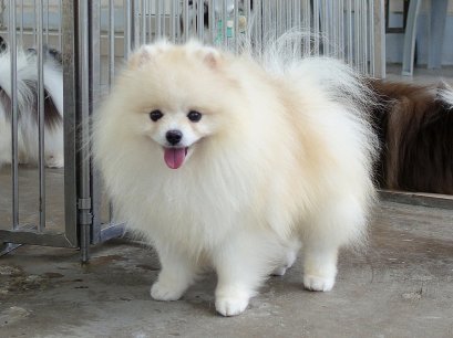 พ่อพันธ์ปอมเมอเรเนี่ยน หน้าหมี สีครีม สายเลือดดี