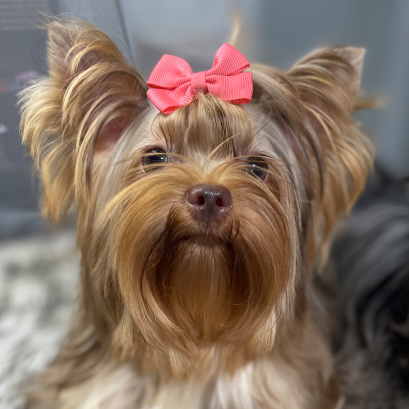 Supreme Tweeds Merle