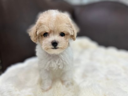 มอลทิพู (Maltipoo)