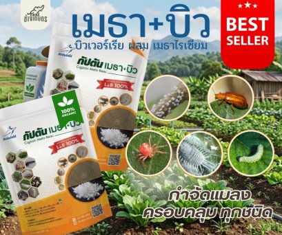 กัปตันเมธาบิว+เมธาไรเซียม กำจัดศัตรูพืชชนิดอินทรีย์