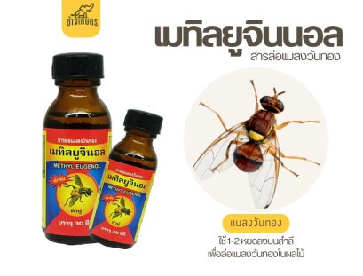 เมทิลยูจินอล สารล่อเเมลงวันทอง
