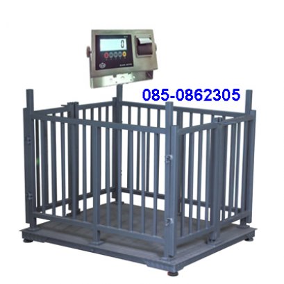 เครื่องชั่งวัว,สุกร,สัตว์มีชีวิต