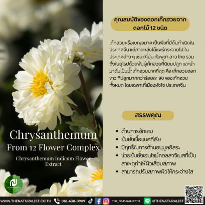 ดอกเก๊กฮวย - Chrysanthemum