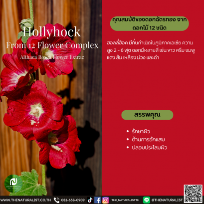 ดอกฉัตรทอง - Hollyhock