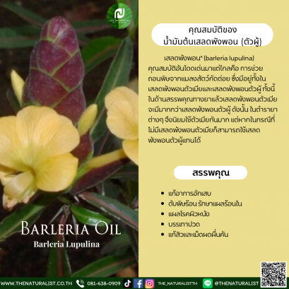 ต้นเสลดพังพอน(ตัวผู้) - Barleria Oil